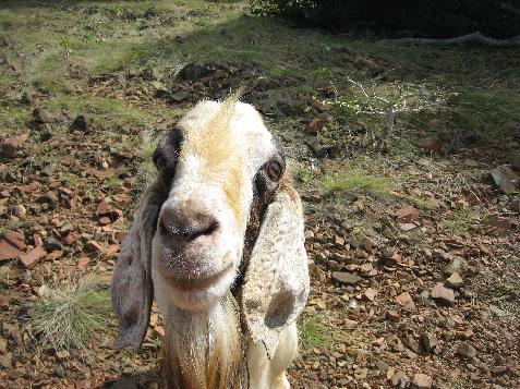 20060122124352   Curious Goat